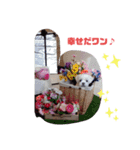 ワンの気持ち♪ 1（個別スタンプ：14）