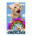 ゆかいなにゃんこ9★毎日使えるBIGスタンプ（個別スタンプ：5）