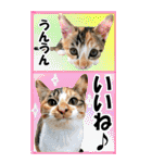 ゆかいなにゃんこ9★毎日使えるBIGスタンプ（個別スタンプ：8）