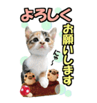 ゆかいなにゃんこ9★毎日使えるBIGスタンプ（個別スタンプ：9）