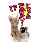 ゆかいなにゃんこ9★毎日使えるBIGスタンプ（個別スタンプ：11）