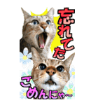ゆかいなにゃんこ9★毎日使えるBIGスタンプ（個別スタンプ：13）