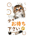 ゆかいなにゃんこ9★毎日使えるBIGスタンプ（個別スタンプ：17）