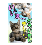 ゆかいなにゃんこ9★毎日使えるBIGスタンプ（個別スタンプ：20）