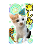 ゆかいなにゃんこ9★毎日使えるBIGスタンプ（個別スタンプ：28）