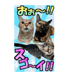 ゆかいなにゃんこ9★毎日使えるBIGスタンプ（個別スタンプ：29）