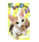 ゆかいなにゃんこ9★毎日使えるBIGスタンプ（個別スタンプ：31）