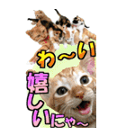 ゆかいなにゃんこ9★毎日使えるBIGスタンプ（個別スタンプ：32）