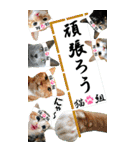 ゆかいなにゃんこ9★毎日使えるBIGスタンプ（個別スタンプ：33）