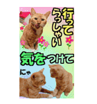 ゆかいなにゃんこ9★毎日使えるBIGスタンプ（個別スタンプ：36）