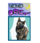 ゆかいなにゃんこ9★毎日使えるBIGスタンプ（個別スタンプ：39）