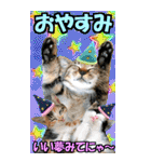 ゆかいなにゃんこ9★毎日使えるBIGスタンプ（個別スタンプ：40）