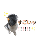 みみ♡ちょこ  ②（個別スタンプ：17）