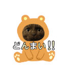 みみ♡ちょこ  ②（個別スタンプ：18）