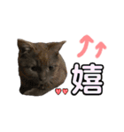 みみ♡ちょこ  ②（個別スタンプ：19）