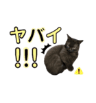 みみ♡ちょこ  ②（個別スタンプ：22）