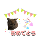 みみ♡ちょこ  ②（個別スタンプ：38）