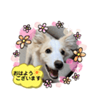 ボーダーコリー  ソラスタンプ（個別スタンプ：1）