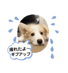ボーダーコリー  ソラスタンプ（個別スタンプ：7）