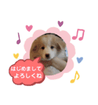 ボーダーコリー  ソラスタンプ（個別スタンプ：12）