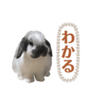 ビーさんスタンプ3（個別スタンプ：5）
