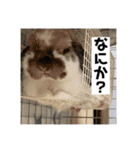 ビーさんスタンプ3（個別スタンプ：22）