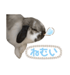 ビーさんスタンプ3（個別スタンプ：24）