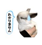 ビーさんスタンプ3（個別スタンプ：32）