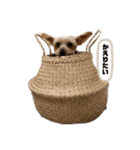 アンディ2（個別スタンプ：4）