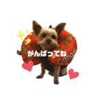 アンディ2（個別スタンプ：7）