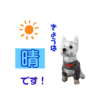 仲良しウェスティーとヨーキーPART Ⅱ（個別スタンプ：2）