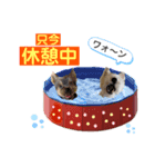 仲良しウェスティーとヨーキーPART Ⅱ（個別スタンプ：5）