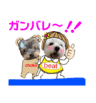 仲良しウェスティーとヨーキーPART Ⅱ（個別スタンプ：7）