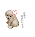 愛犬シュシュくん♡（個別スタンプ：1）