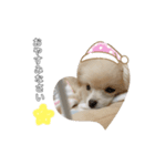 愛犬シュシュくん♡（個別スタンプ：3）