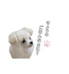 愛犬シュシュくん♡（個別スタンプ：4）