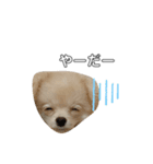 愛犬シュシュくん♡（個別スタンプ：6）