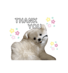 愛犬シュシュくん♡（個別スタンプ：8）