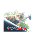 三河弁猫（個別スタンプ：1）
