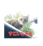 三河弁猫（個別スタンプ：10）