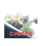 三河弁猫（個別スタンプ：11）