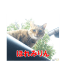 三河弁猫（個別スタンプ：14）