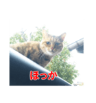 三河弁猫（個別スタンプ：18）