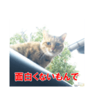 三河弁猫（個別スタンプ：24）