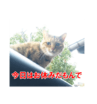 三河弁猫（個別スタンプ：26）