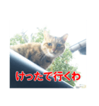 三河弁猫（個別スタンプ：28）