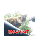 三河弁猫（個別スタンプ：32）