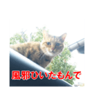 三河弁猫（個別スタンプ：33）