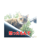 三河弁猫（個別スタンプ：34）