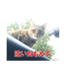 三河弁猫（個別スタンプ：35）